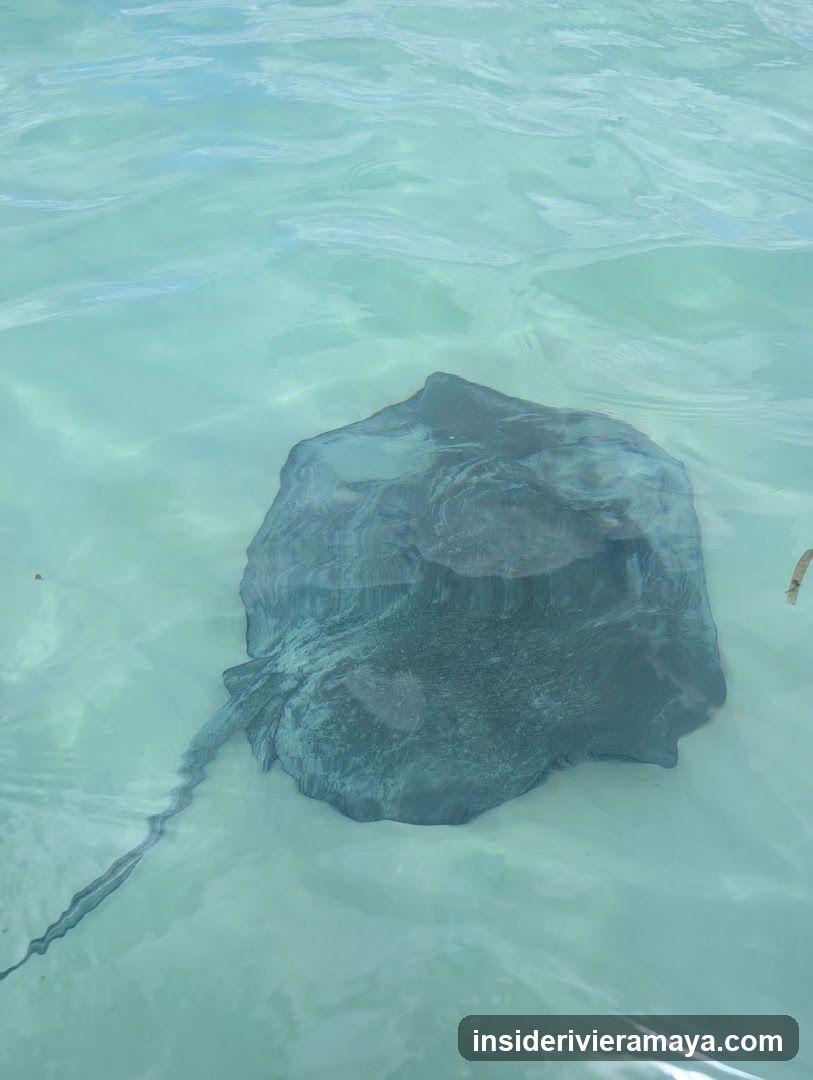 Cozumel Experts