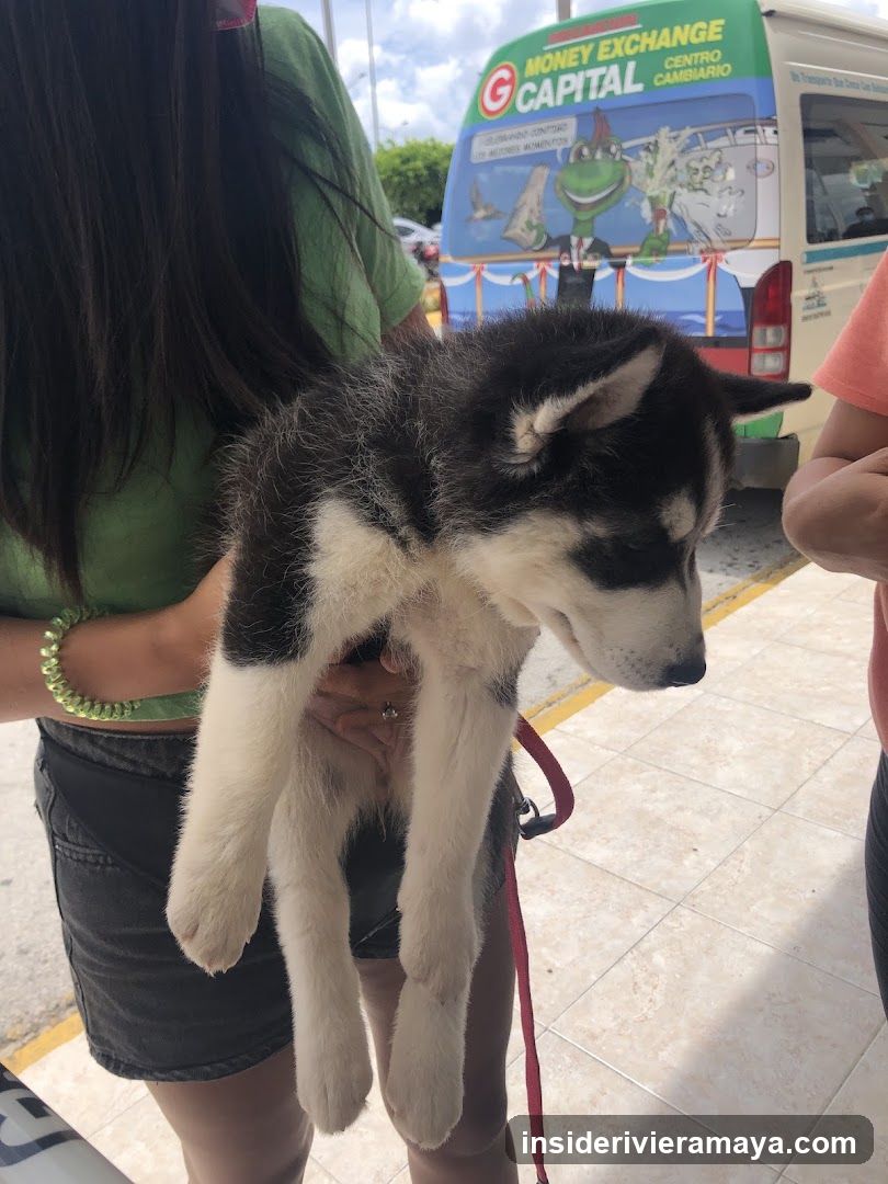 Person Holding a Puppy