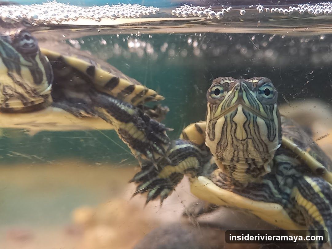 Aquatic Turtles
