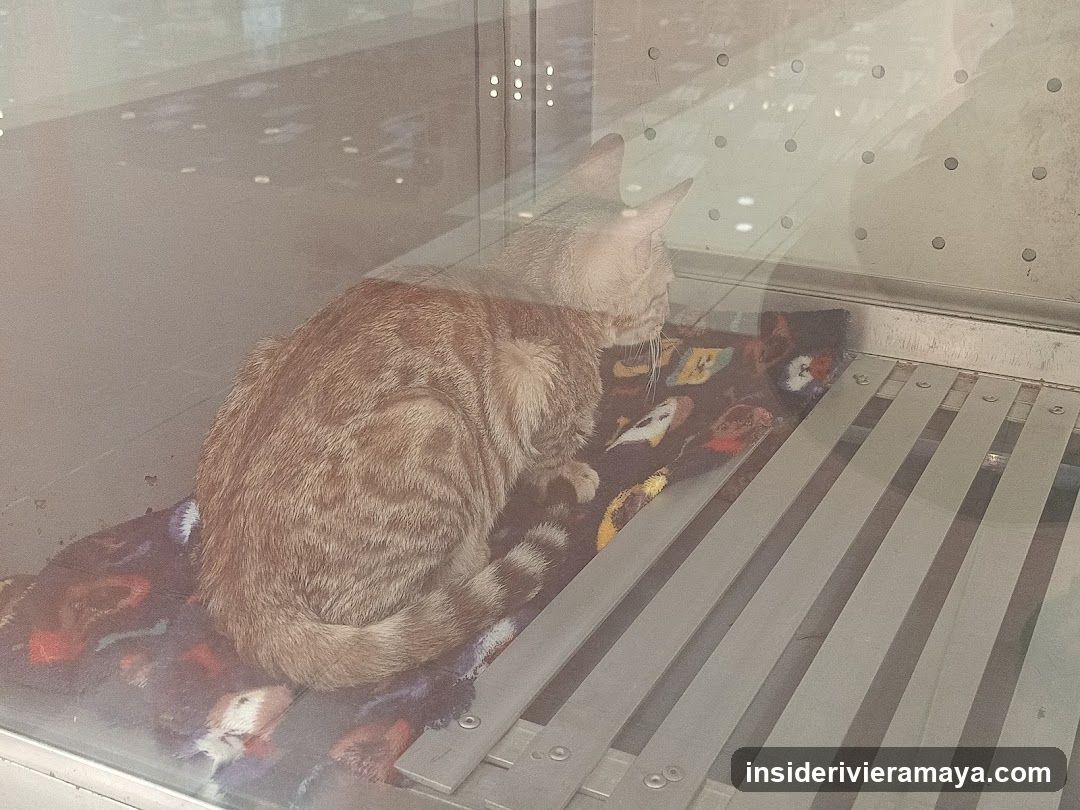 Cat in Display Case