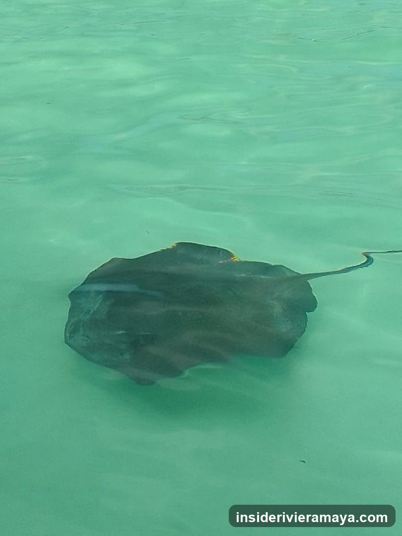Cozumelitos Tours