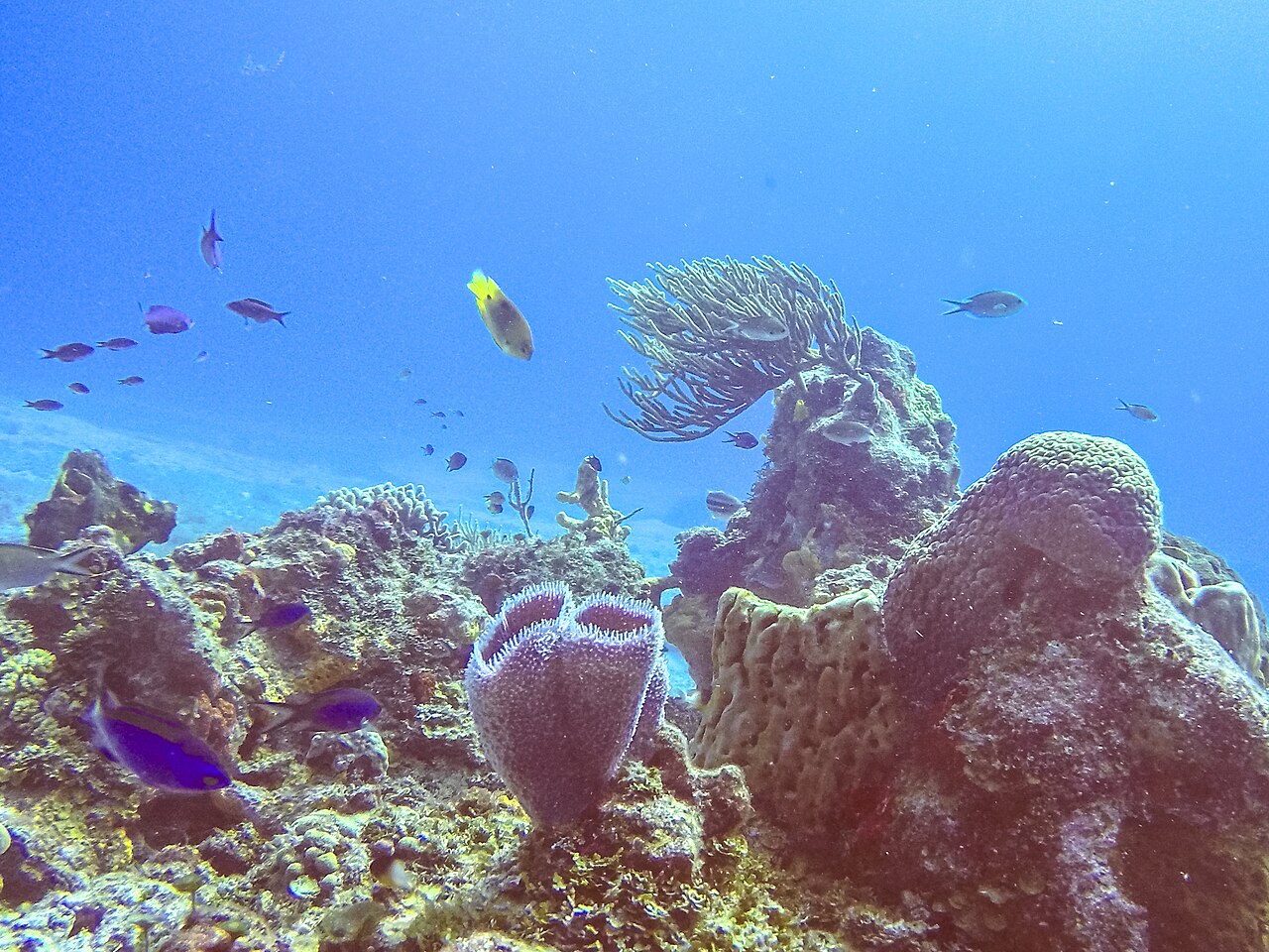 Cozumel Marine Park in 2026: Coral Restoration, New Dive Protocols, and What's Changed for Divers