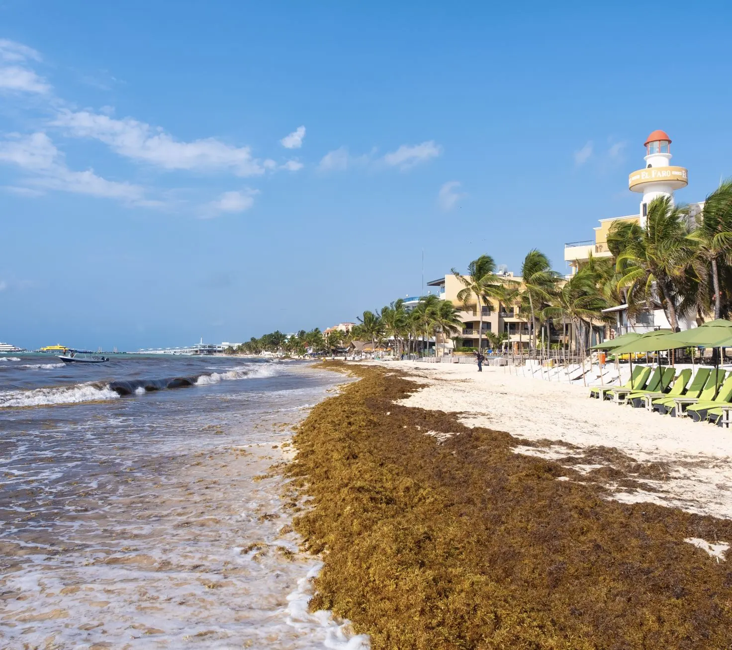 Sargassum 2026: Record Seaweed Levels Hit Riviera Maya Beaches as Playa del Carmen Declares Red Alert